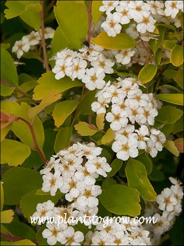 Firegold Spirea (Spiraea vanhouttei)